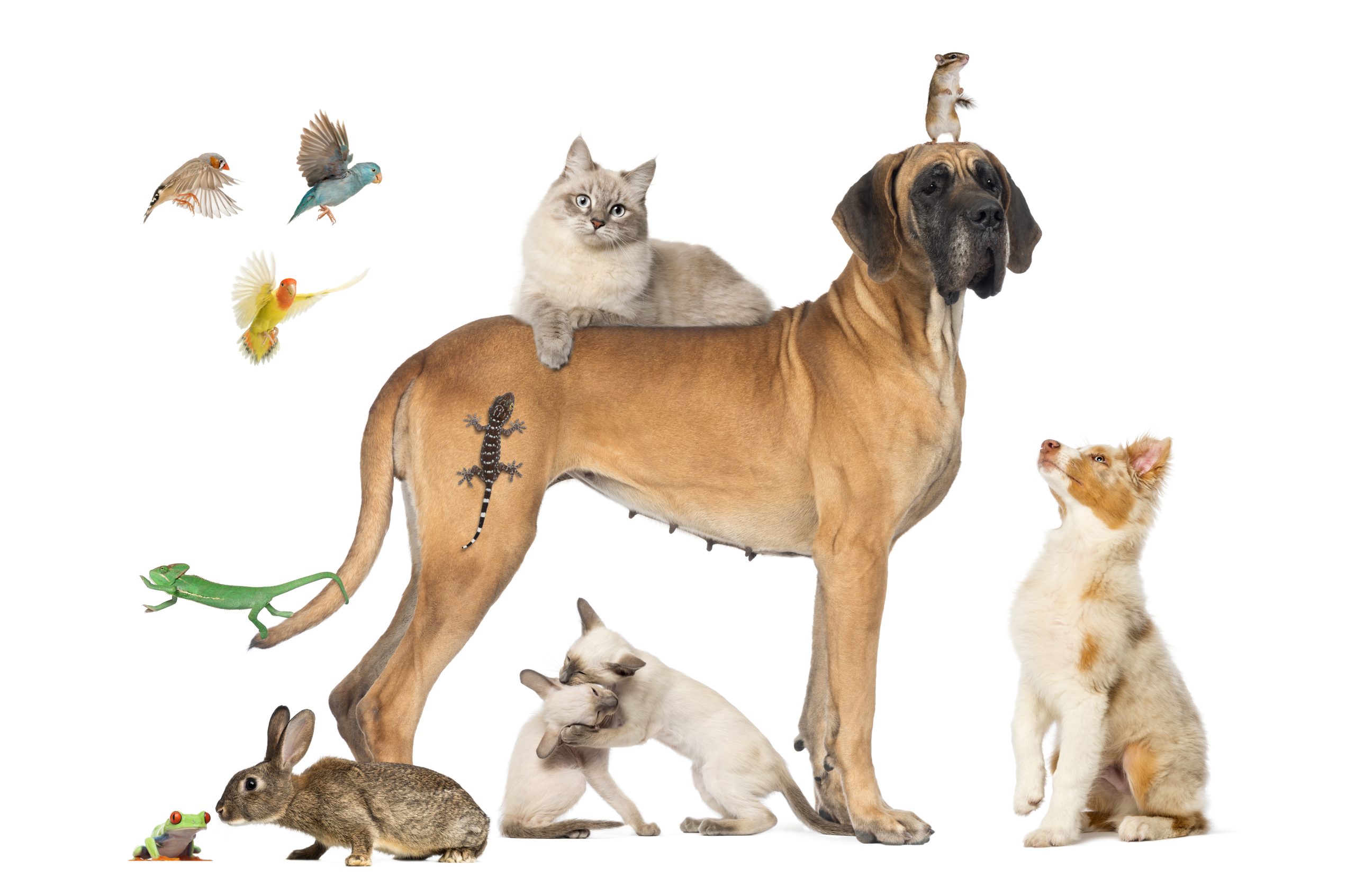 a group of pets including dogs, cats, birds, rabbits, reptiles all together against a white background, highlighting the importance of Animal Assisted Therapy