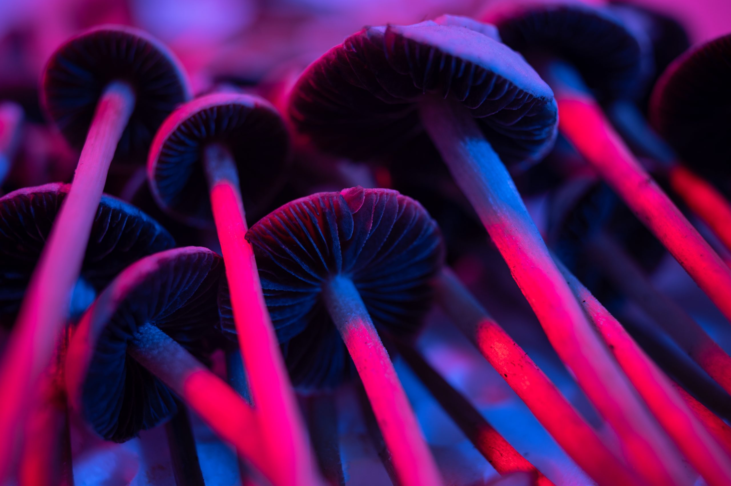 magic mushrooms with a psychedelic blue and pink tint begging the question "are magic mushrooms legal in California?"